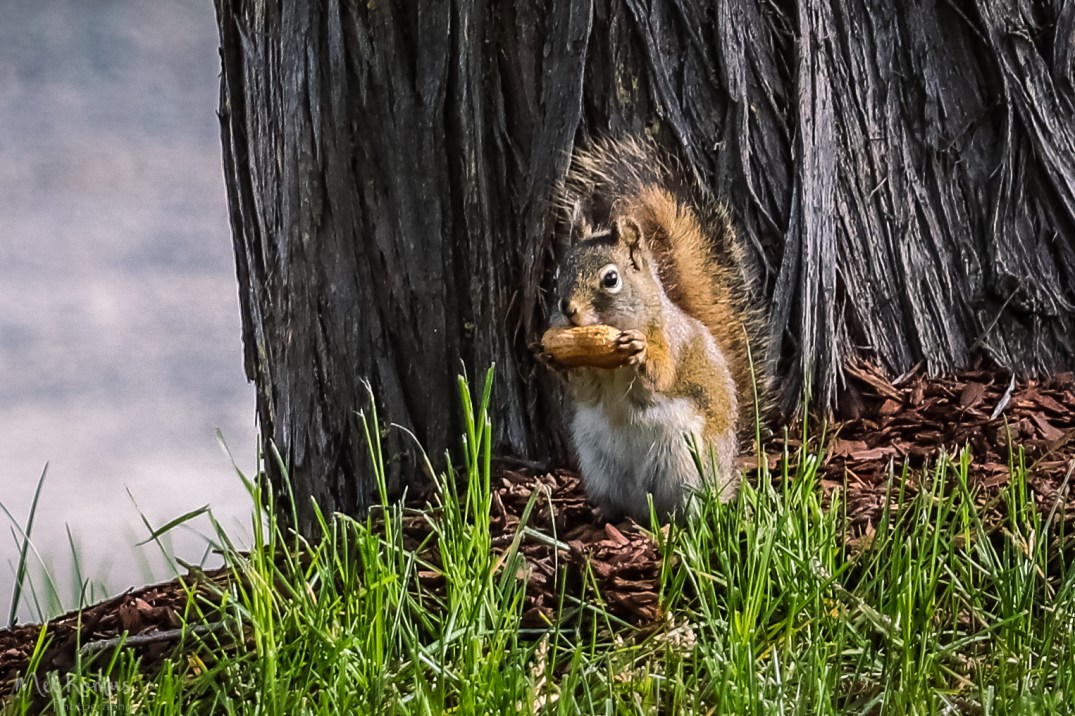 May 23, 2017_IMG_9056-3