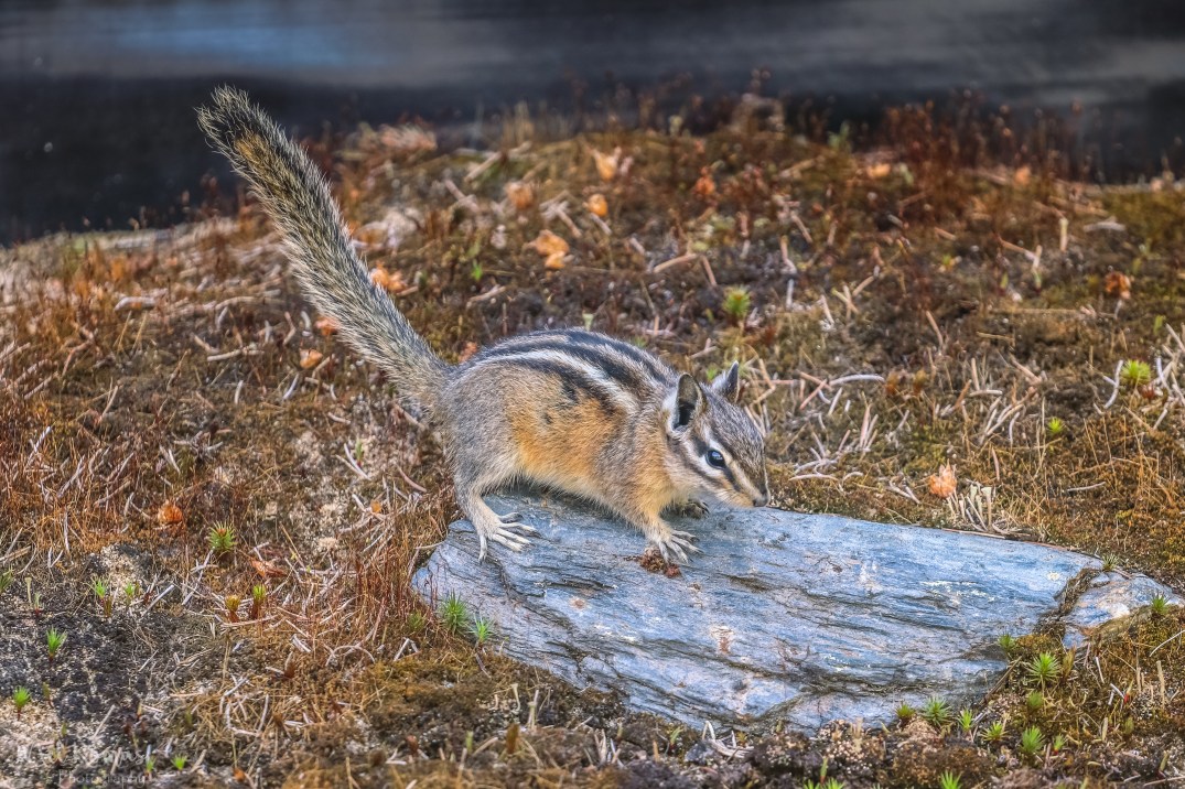 May 23, 2017_IMG_9186-3